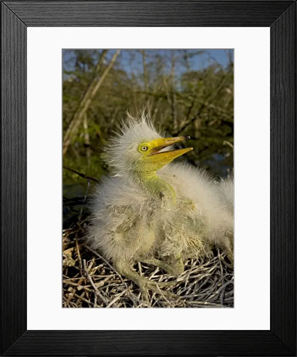 Framed Print : Great / Common / American Egret - nestling - Louisiana - USA Framed Print : Great / Common / American Egret - nestling - Louisiana - USA