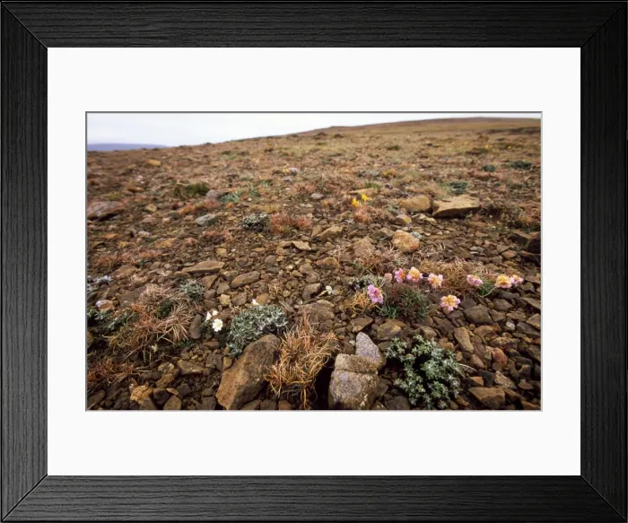 Framed Print : Unst - Shetland Islands - Keen of Hammar National Nature Reserve. The Reserve is made up of Serpentine debris Framed Print : Unst - Shetland Islands - Keen of Hammar National Nature Reserve. The Reserve is made up of Serpentine debris