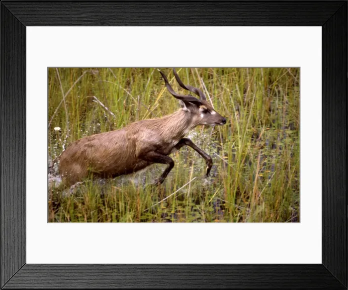 Framed Print : Sitatunga CRH 921 Male running through marshes Okavango Delta, Botswana Tragelaphus spekei © Chris Harvey / ardea. com Framed Print : Sitatunga CRH 921 Male running through marshes Okavango Delta, Botswana Tragelaphus spekei © Chris Harvey / ardea. com