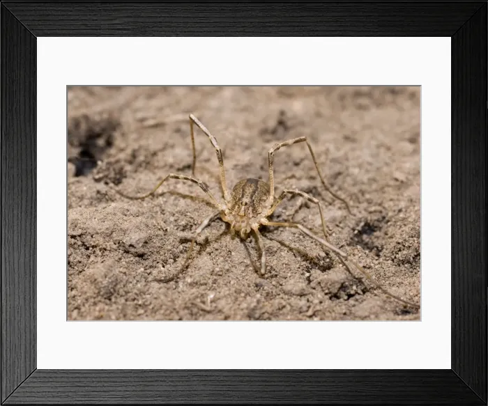 Framed Print : Harvestman - UK Framed Print : Harvestman - UK