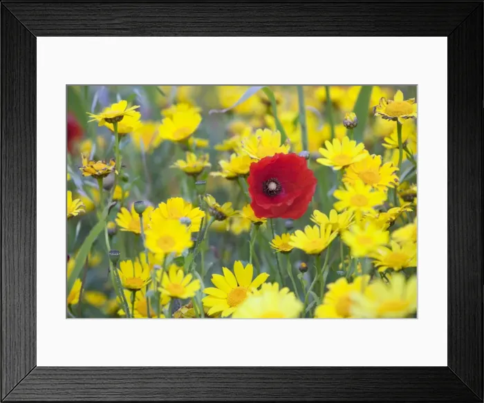 Framed Print : Poppy - with Corn Marigolds (Chrysanthemum segetum) - summer - Cornwall - UK Framed Print : Poppy - with Corn Marigolds (Chrysanthemum segetum) - summer - Cornwall - UK