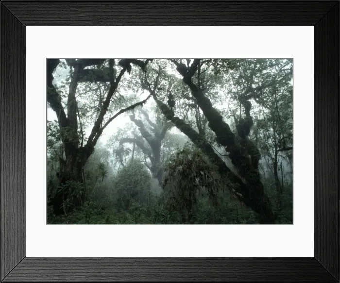 Framed Print : Hagenia Forest, Mountain Gorilla Habitat (Gorilla gorilla beringei), Virunga Volcanoes, Rwanda, Africa Framed Print : Hagenia Forest, Mountain Gorilla Habitat (Gorilla gorilla beringei), Virunga Volcanoes, Rwanda, Africa