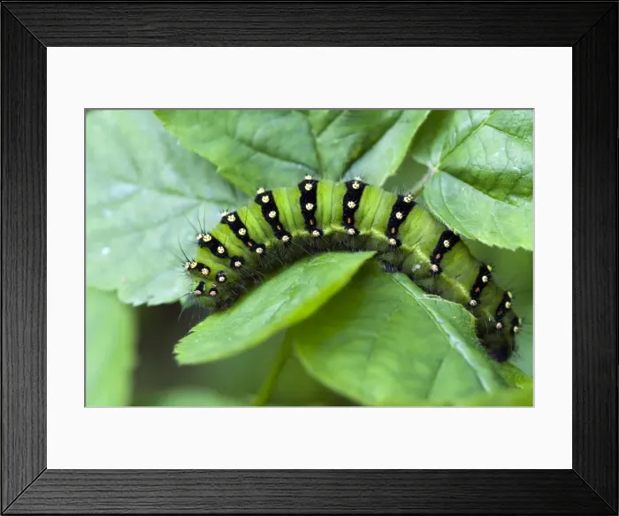 Framed Print : Emperor moth larva - Lincolnshire - England Framed Print : Emperor moth larva - Lincolnshire - England