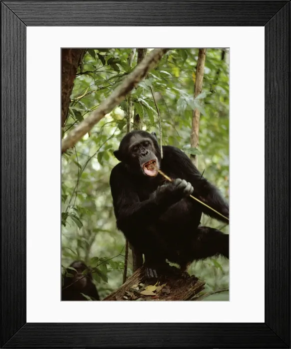 Framed Print : Chmpanzee AW 4908 “Prof” fishing for & eating Safari Ants, Gombe, Tanzania, Africa. Pan troglodytes © Adrian Warren  /  ardea. com