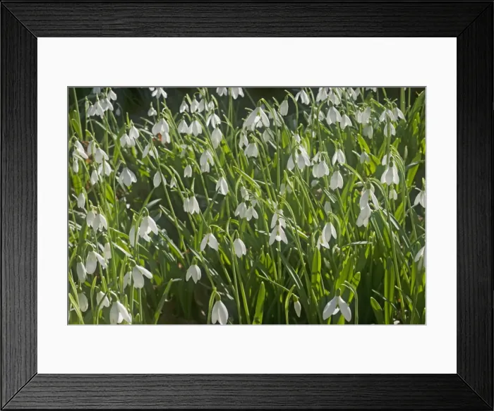 Framed Print : Snowdrops - growing wild in woodland - Essex - UK PL002130 Framed Print : Snowdrops - growing wild in woodland - Essex - UK PL002130