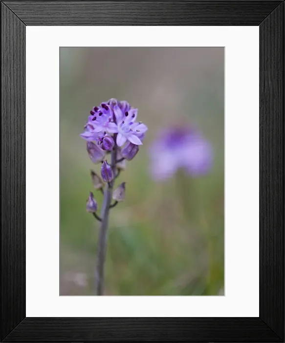 Framed Print : Autumn Squill - Cornwall - UK Framed Print : Autumn Squill - Cornwall - UK