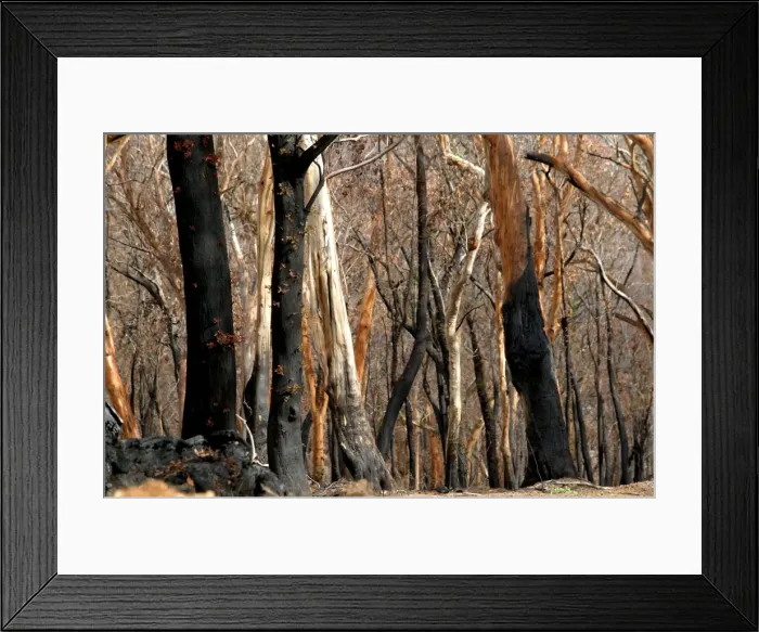 Framed Print : Regrow on Gum trees after bush fire JLR 33 Davies plain - Alpine National Park North East Victoria. Australia © Jean-Marc La-Roque / ardea. com Framed Print : Regrow on Gum trees after bush fire JLR 33 Davies plain - Alpine National Park North East Victoria. Australia © Jean-Marc La-Roque / ardea. com