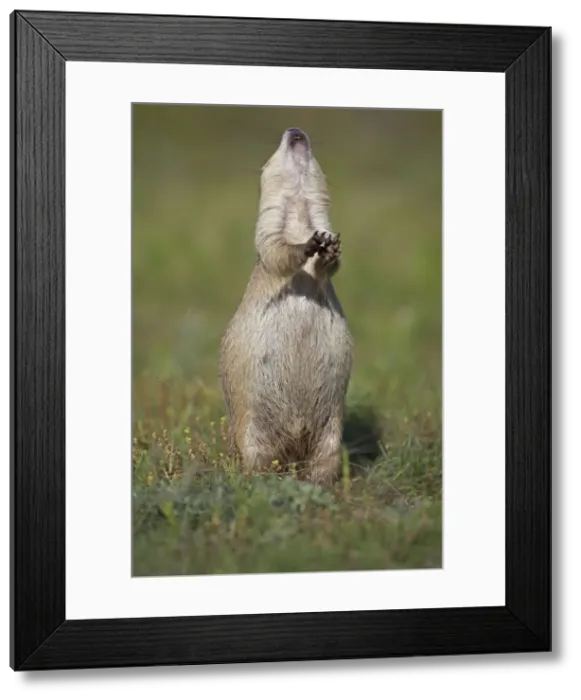 Framed Print : Blacktail Prairie Dog - engaged in Jump-yip behavior - A strong arch of the back or jump followed by a shrill yip - thought to occur when a predator has left the area and in territorial displays - Wyoming - USA Framed Print : Blacktail Prairie Dog - engaged in Jump-yip behavior - A strong arch of the back or jump followed by a shrill yip - thought to occur when a predator has left the area and in territorial displays - Wyoming - USA