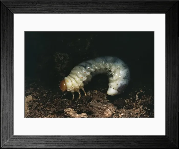 Framed Print : Larva of Lesser Stag Beetle Framed Print : Larva of Lesser Stag Beetle