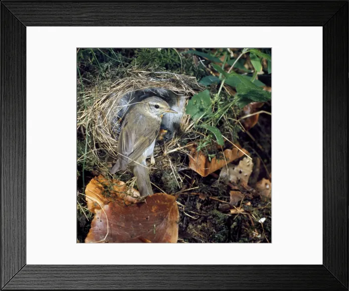 Framed Print : Willow Warbler - at nest Framed Print : Willow Warbler - at nest