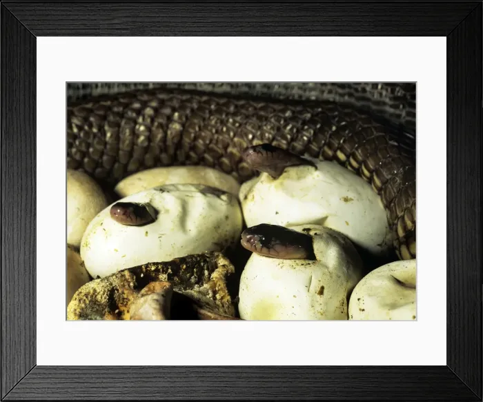 Framed Print : Asiatic / Indian Cobra - babies hatching - Thailand Framed Print : Asiatic / Indian Cobra - babies hatching - Thailand