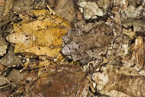 Leaf Frog - group of five camouflaged in leaves - controlled conditions 13479