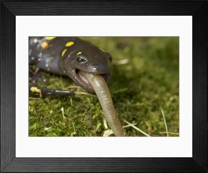 Framed Print : Spotted Salamander - eating a Worm - New York - USA Framed Print : Spotted Salamander - eating a Worm - New York - USA