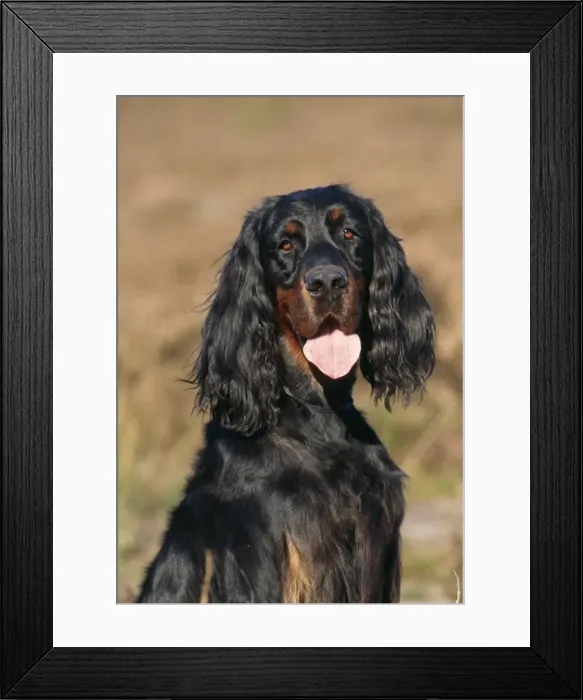 Framed Print : Gordon Setter Dog JD 14477E © John Daniels / ardea. com Framed Print : Gordon Setter Dog JD 14477E © John Daniels / ardea. com