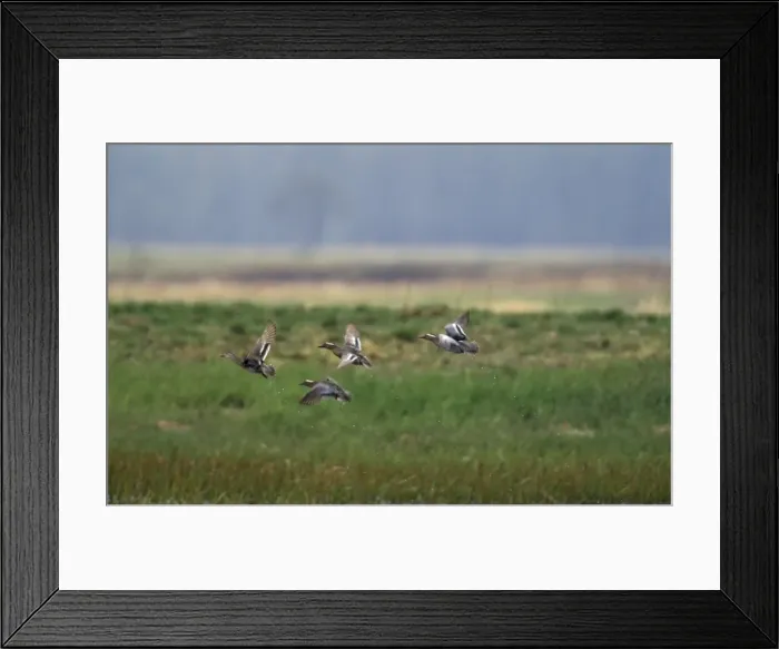 Framed Print : Garganey Duck Framed Print : Garganey Duck
