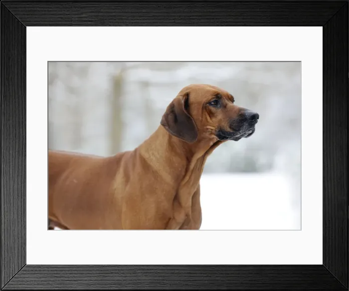 Framed Print : DOG - Rhodesian ridgeback in snow Framed Print : DOG - Rhodesian ridgeback in snow
