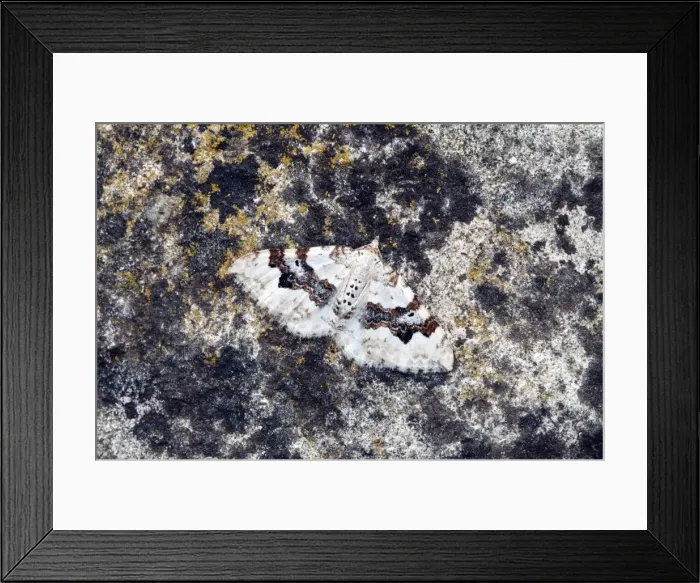 Framed Print : Silver-ground Carpet Moth - Resting on rock - Lincolnshire - England Framed Print : Silver-ground Carpet Moth - Resting on rock - Lincolnshire - England