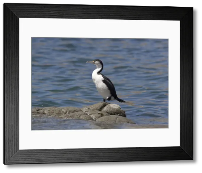 Framed Print : Pied Cormorant - on a rock in the water - Kaikoura - South Island - New Zealand Framed Print : Pied Cormorant - on a rock in the water - Kaikoura - South Island - New Zealand