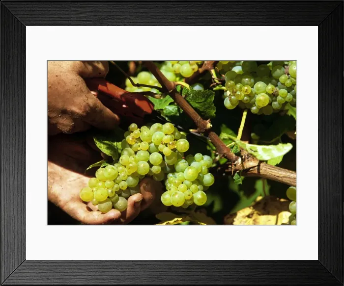 Framed Print : Picking of chardonnay grapes Leeuwin Estate Winery, Margaret River, Western Australia JLR08093 Framed Print : Picking of chardonnay grapes Leeuwin Estate Winery, Margaret River, Western Australia JLR08093