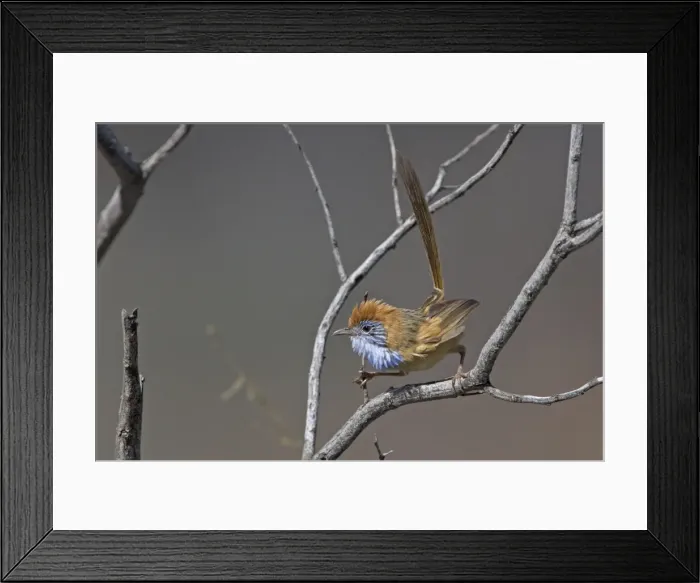 Framed Print : Rufous-crowned Emu-wren - in spinifex country along the Santa Teresa Road about 40km south of Alice Springs, Northern Territory, Australia Framed Print : Rufous-crowned Emu-wren - in spinifex country along the Santa Teresa Road about 40km south of Alice Springs, Northern Territory, Australia
