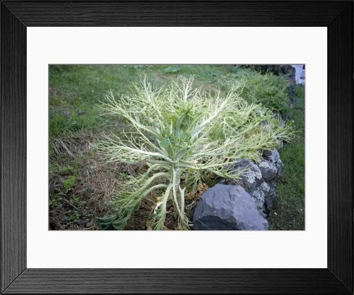 Framed Print : Cabbage Plant - stripped by Cabbage White caterpillars Framed Print : Cabbage Plant - stripped by Cabbage White caterpillars