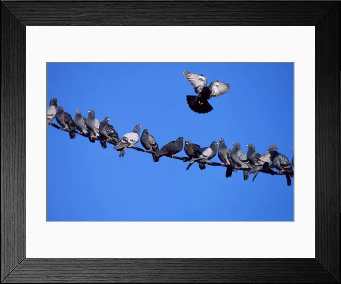 Framed Print : Feral / Town Pigeon - flock on wire - one in flight Framed Print : Feral / Town Pigeon - flock on wire - one in flight