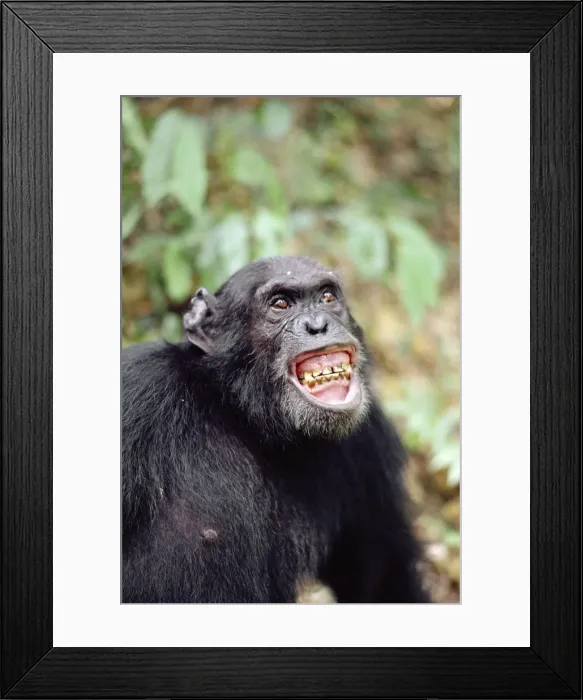 Framed Print : Chimpanzee AW 4935 “Gigi” excited by Colobus hunt, Gombe, Tanzania, Africa. Pan troglodytes © Adrian Warren / ardea. com Framed Print : Chimpanzee AW 4935 “Gigi” excited by Colobus hunt, Gombe, Tanzania, Africa. Pan troglodytes © Adrian Warren / ardea. com