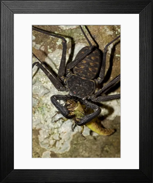 Framed Print : Tail-less Whip Scorpion - feeding on grasshopper - Amblypygid - Santa Rosa National Park - Costa Rica Framed Print : Tail-less Whip Scorpion - feeding on grasshopper - Amblypygid - Santa Rosa National Park - Costa Rica