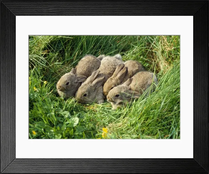 Framed Print : Rabbit - babies Framed Print : Rabbit - babies