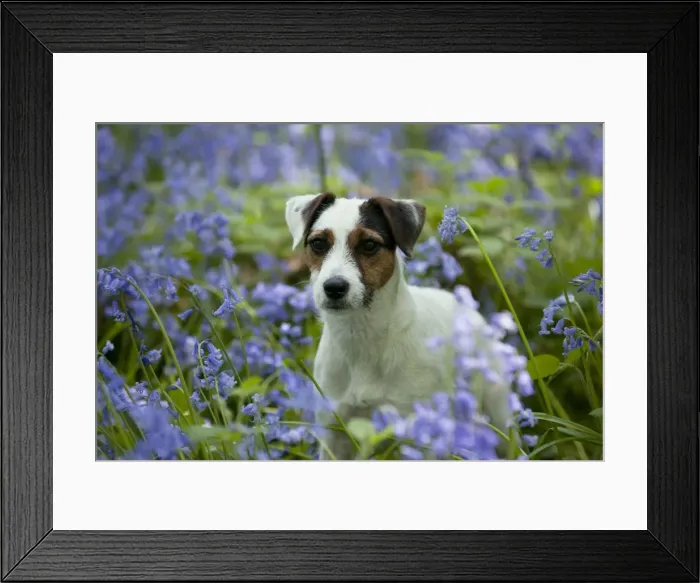 Framed Print : DOG - Jack russell terrier standing in bluebells
