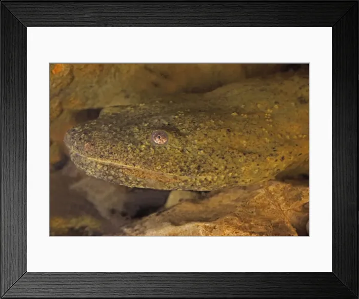 Framed Print : Hellbender - New York - USA Framed Print : Hellbender - New York - USA
