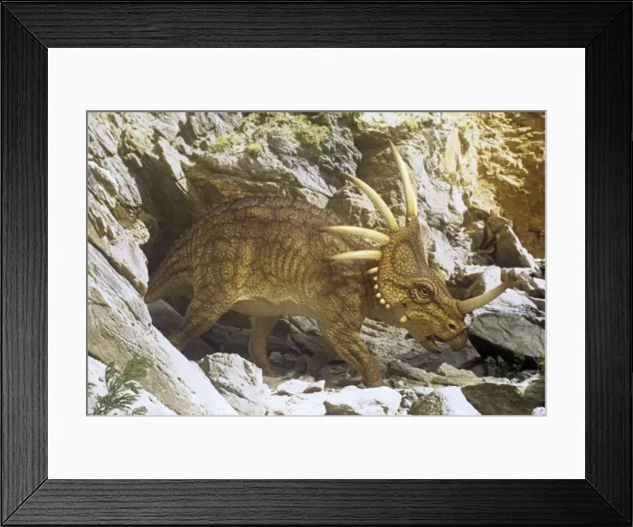 Framed Print : Styracosaurus outside cave retreat. Late Cretaceous Framed Print : Styracosaurus outside cave retreat. Late Cretaceous