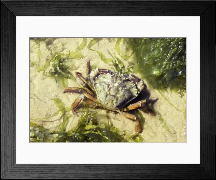 Framed Print : Shore Crab BS 1035 Norfolk, UK. Carcinus maenas © B. L. Sage / ARDEA LONDON Framed Print : Shore Crab BS 1035 Norfolk, UK. Carcinus maenas © B. L. Sage / ARDEA LONDON