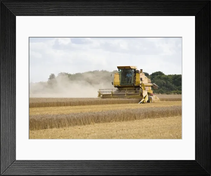 Framed Print : Farming - Combine Harvester - Wheat harvest - Norfolk - UK Framed Print : Farming - Combine Harvester - Wheat harvest - Norfolk - UK