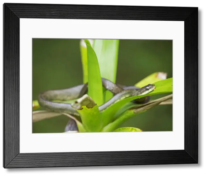 Framed Print : Salmon-bellied Racer  /  Dryad Snake - Costa Rica