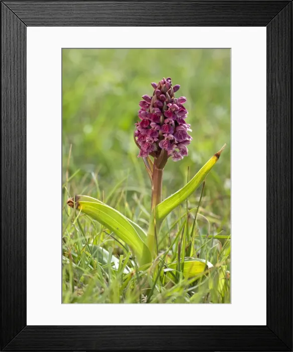 Framed Print : Early Marsh Orchid - North Uist - Outer Hebrides - Scotland Framed Print : Early Marsh Orchid - North Uist - Outer Hebrides - Scotland