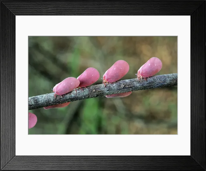 Framed Print : Flatid Leaf Bug - adult - Madagascar Framed Print : Flatid Leaf Bug - adult - Madagascar