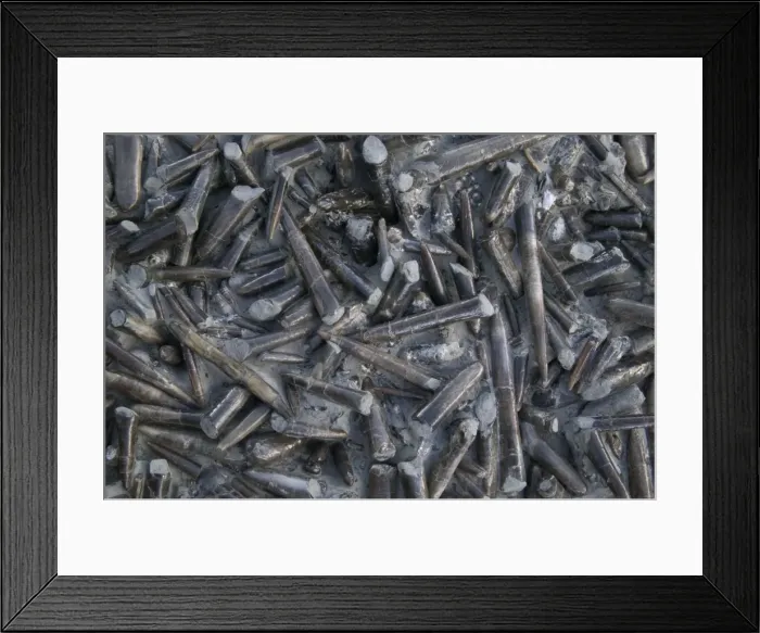Framed Print : Fossil Belemnites. Jurassic Bayern, Germany E50T4267