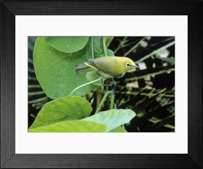 Framed Print : Indian White-eye Framed Print : Indian White-eye