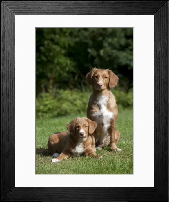 Framed Print : DOG - Nova scotia duck tolling retriever and 12 week old puppy Framed Print : DOG - Nova scotia duck tolling retriever and 12 week old puppy