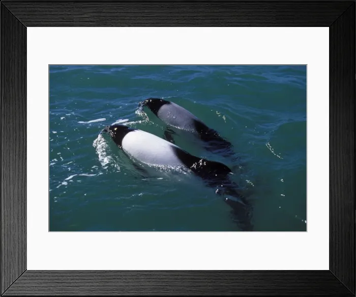 Framed Print : Commerson's Dolphins FG 12440 Adult coloration is black and white, the grey-colored individual looks like a young, but in fact is an adult resident of the area which never fully developed the white color. Near Puerto