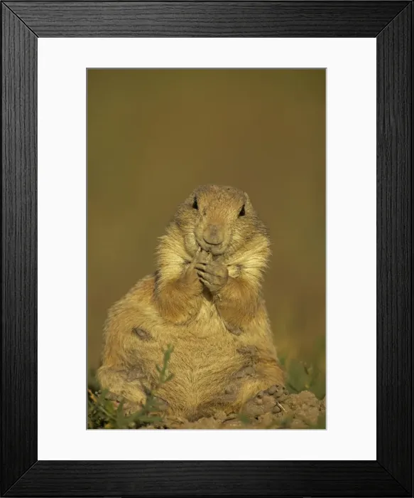 Framed Print : Blacktail Prairie Dog - with hand to mouth - Wyoming - USA Framed Print : Blacktail Prairie Dog - with hand to mouth - Wyoming - USA