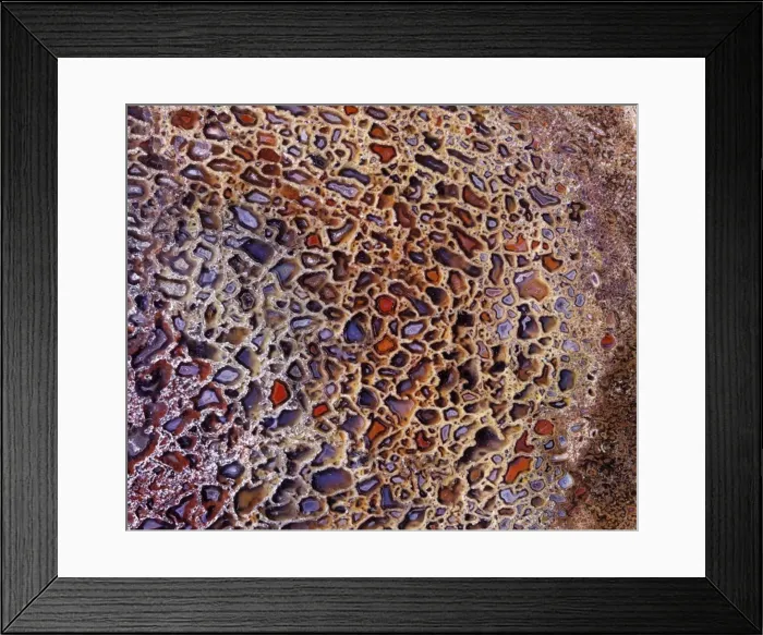 Framed Print : Dinosaurs - Agatized bone Close-up of a polished section of a Sauropod dinosaur bone from the Morrison Formation (Upper Jurassic) of Colorado. Original photograph on 6x7 cm film at x 1 reproduction ratio Framed Print : Dinosaurs - Agatized bone Close-up of a polished section of a Sauropod dinosaur bone from the Morrison Formation (Upper Jurassic) of Colorado. Original photograph on 6x7 cm film at x 1 reproduction ratio