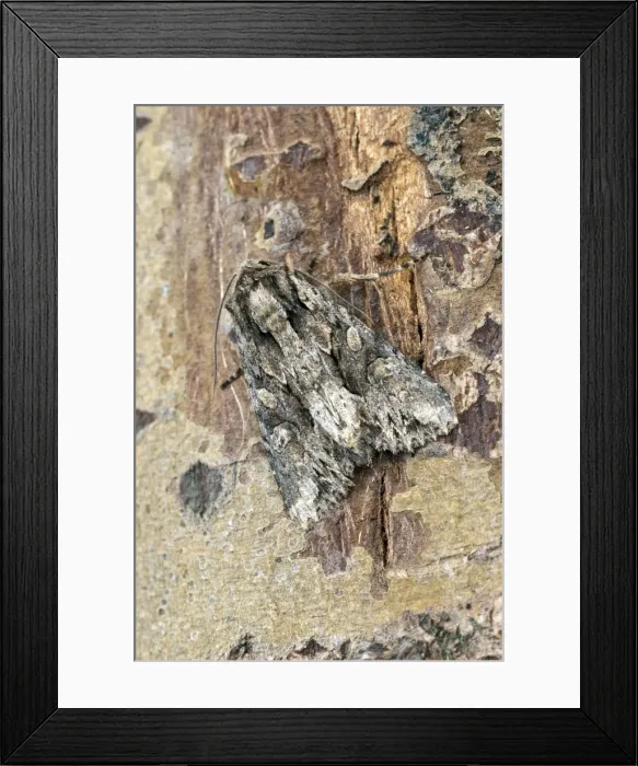 Framed Print : Dark arches Moth - resting on trunk - Lincolnshire - England Framed Print : Dark arches Moth - resting on trunk - Lincolnshire - England