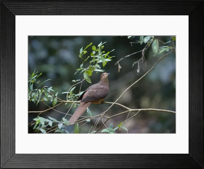 Framed Print : Brown Cuckoo-Dove / Brown Pigeon / Pheasant Pigeon - in a clearing in rainforest - Malanda - north Queensland - Australia. Distribution: eastern Australia and from Indonesia to the Philippines Framed Print : Brown Cuckoo-Dove / Brown Pigeon / Pheasant Pigeon - in a clearing in rainforest - Malanda - north Queensland - Australia. Distribution: eastern Australia and from Indonesia to the Philippines