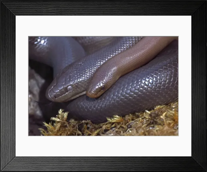 Framed Print : Northern Rubber Boa - Oregon - USA - Found in Northwestern USA - SW Canada Framed Print : Northern Rubber Boa - Oregon - USA - Found in Northwestern USA - SW Canada