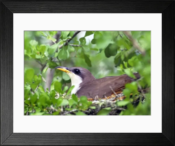 Framed Print : Yellow-billed Cuckoo - on nest - Texas Framed Print : Yellow-billed Cuckoo - on nest - Texas