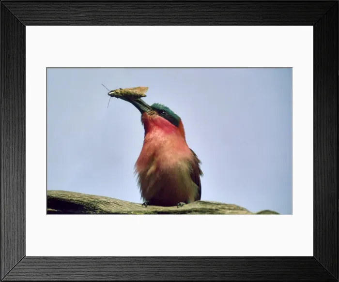 Framed Print : Carmine Bee-eater CRH 959 M With moth in beak - Okavango, Botswana Merops nubicoides © Chris Harvey / ardea. com Framed Print : Carmine Bee-eater CRH 959 M With moth in beak - Okavango, Botswana Merops nubicoides © Chris Harvey / ardea. com