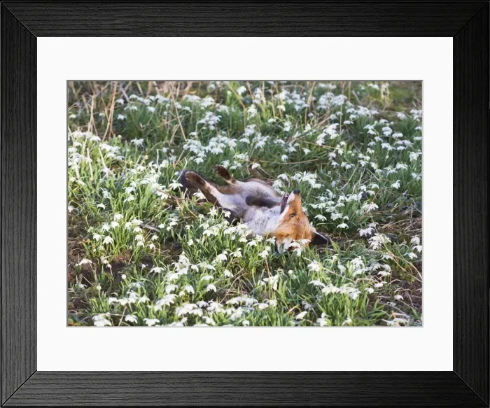 Framed Print : Red Fox - rolling in Snowdrops - controlled conditions 15950 Framed Print : Red Fox - rolling in Snowdrops - controlled conditions 15950
