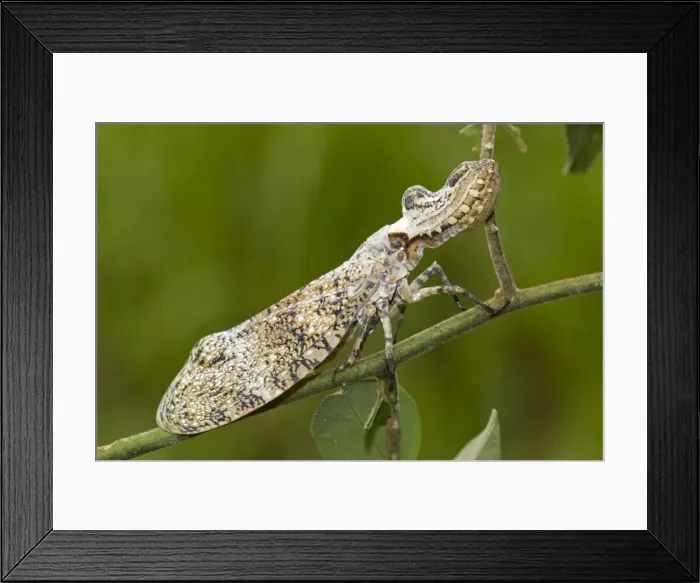 Framed Print : Lantern fly - (Machaca) - Tropical dry forest - Costa Rica Framed Print : Lantern fly - (Machaca) - Tropical dry forest - Costa Rica